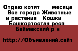 Отдаю котят. 1,5 месяца - Все города Животные и растения » Кошки   . Башкортостан респ.,Баймакский р-н